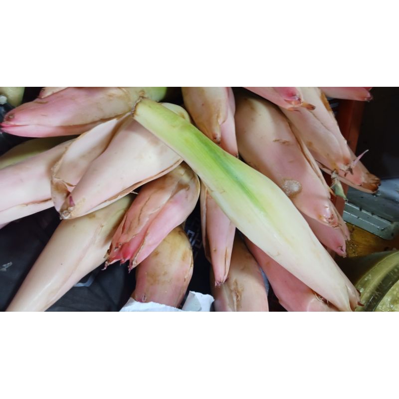 

bunga kecomrang 1pcs