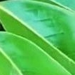 

Daun sirsak organik 100 lmbar' herbal kangkr