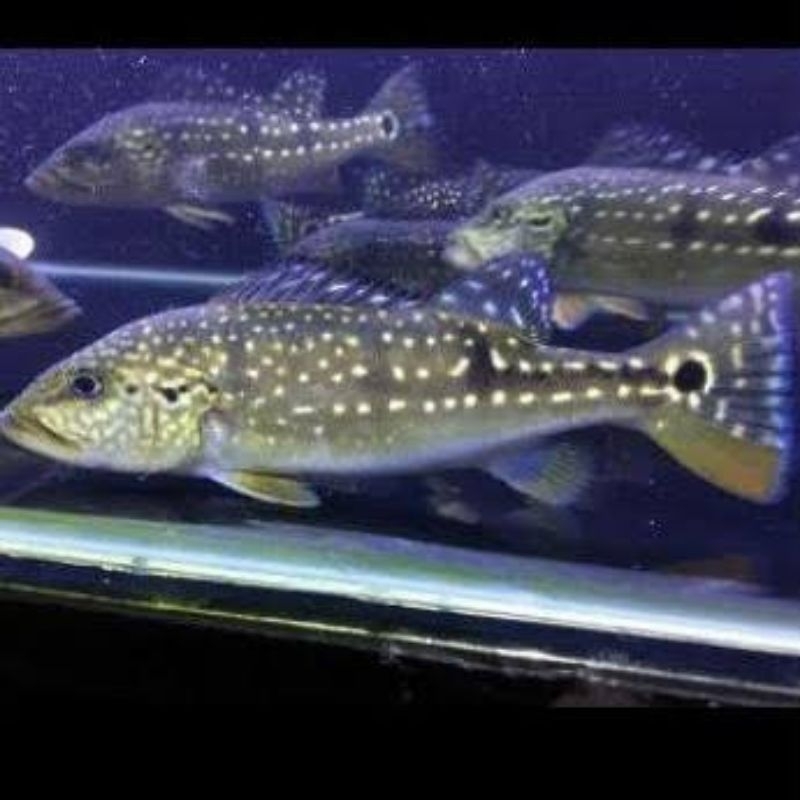 hiasan aquarium pbass pinima 10 12cm pelet