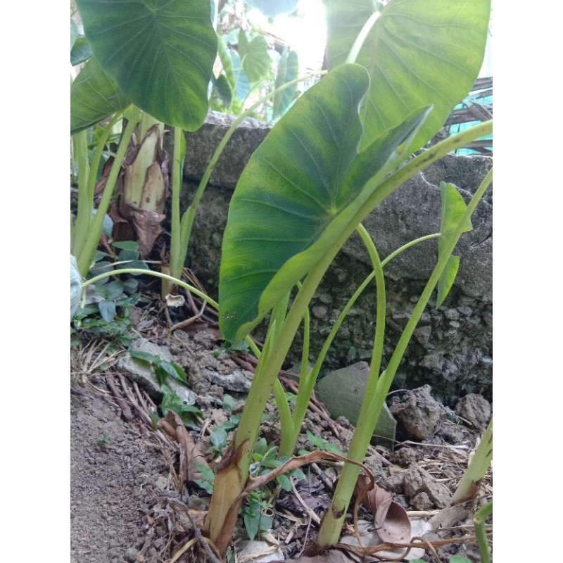 

Sayur Lumbu Lompong Keladi 200gr