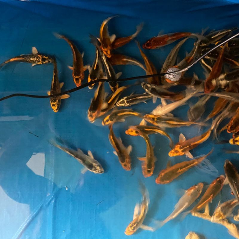 Ikan hias Koi Kumpai Size 10-12cm Aquarium Kolam