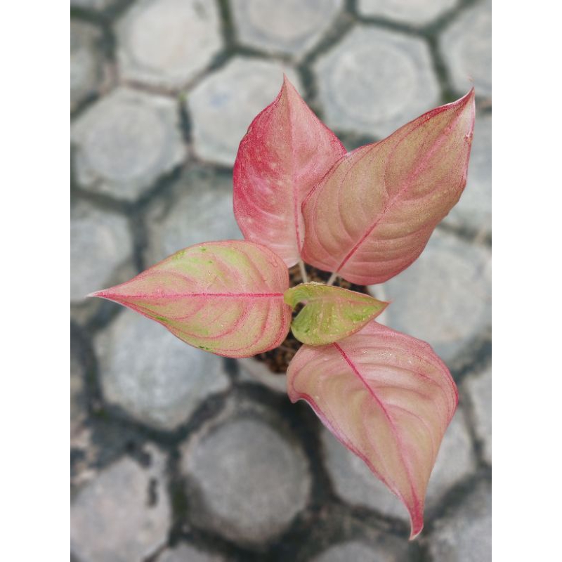 aglonema nita / tanaman hias / aglaonema mutasi / aglonema langka