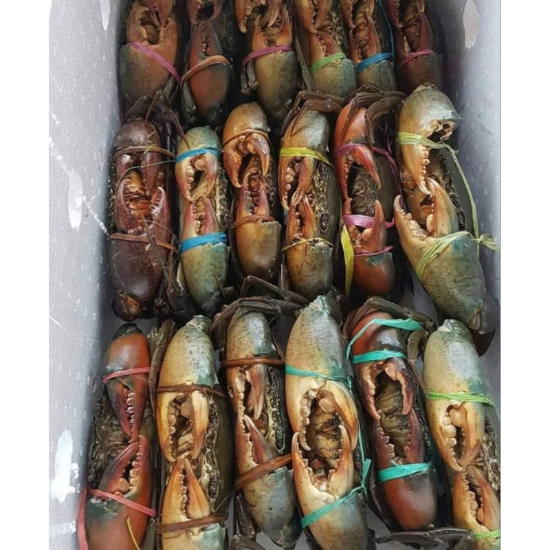 

KEPITING JANTAN SUPER