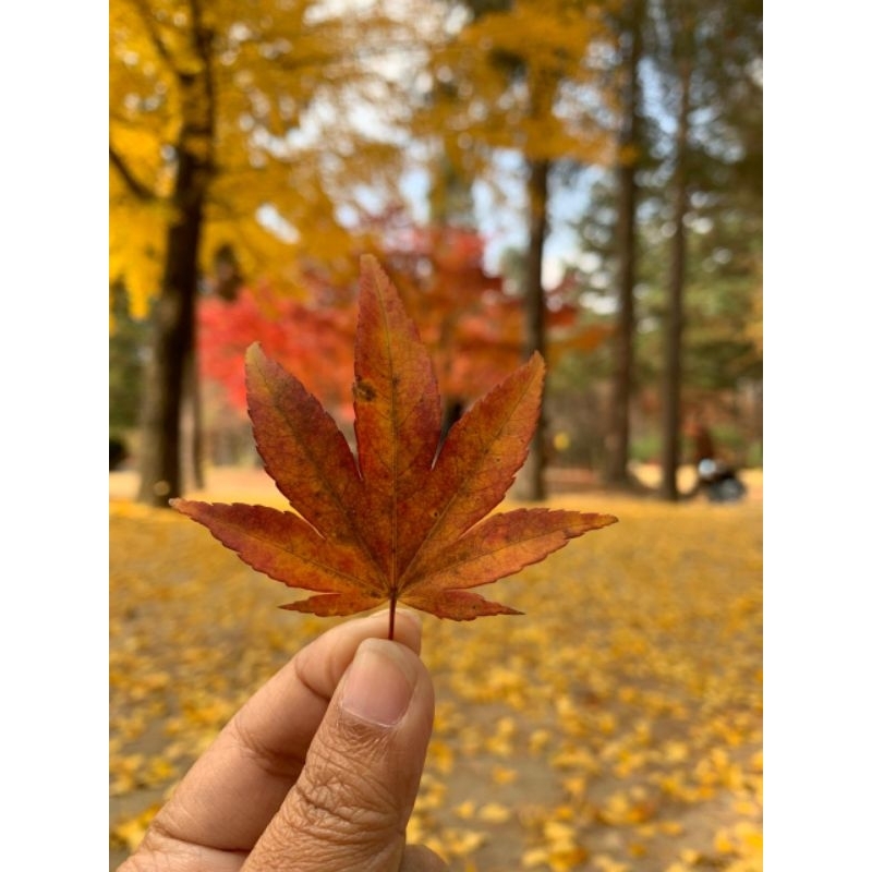 DAUN MAPLE KERING ASLI