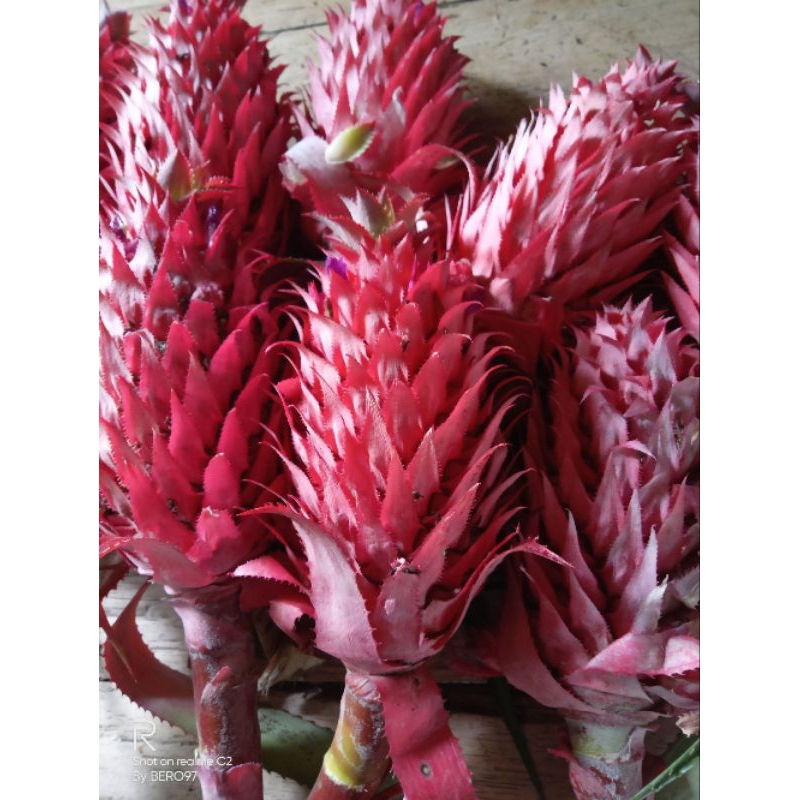 

nanas merah muda segar,per pcs