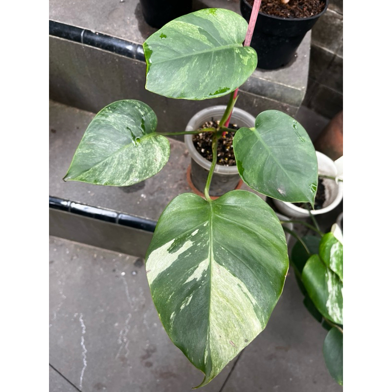 Monstera Mint Noid