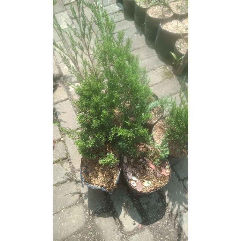 cemara.sinensis