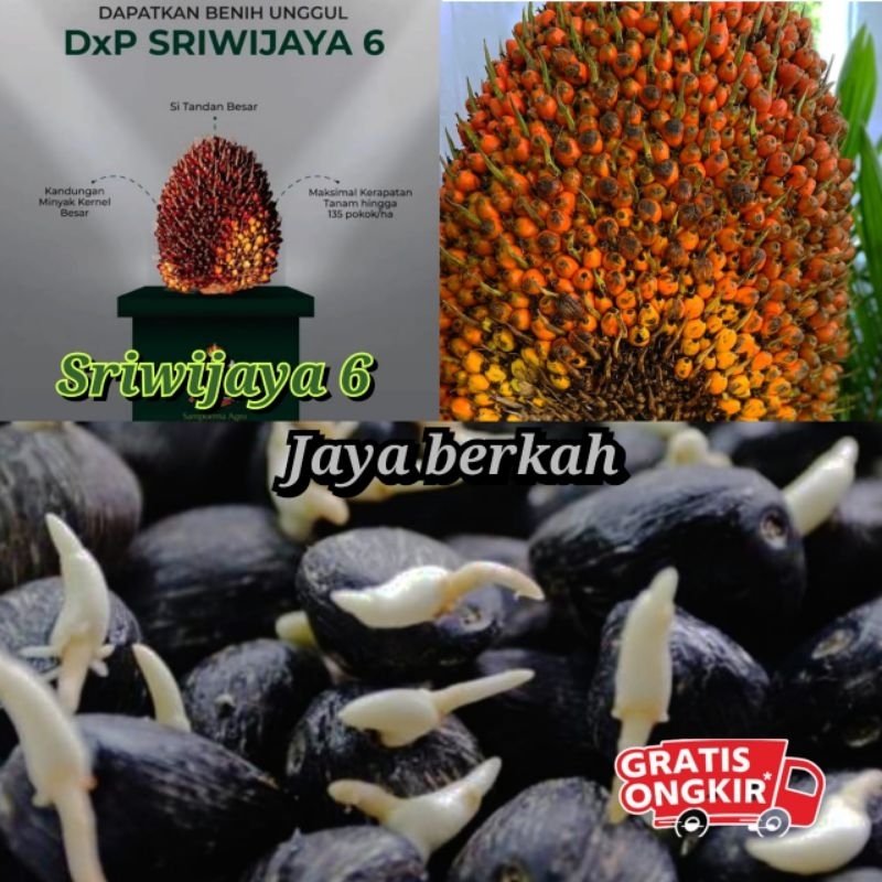 bibit kecambah sawit DxP SRIWIJAYA 6