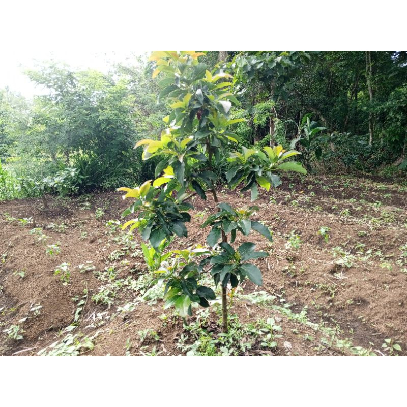 

BIBIT ALPUKAT SUPER KAMPUNG WISATA
