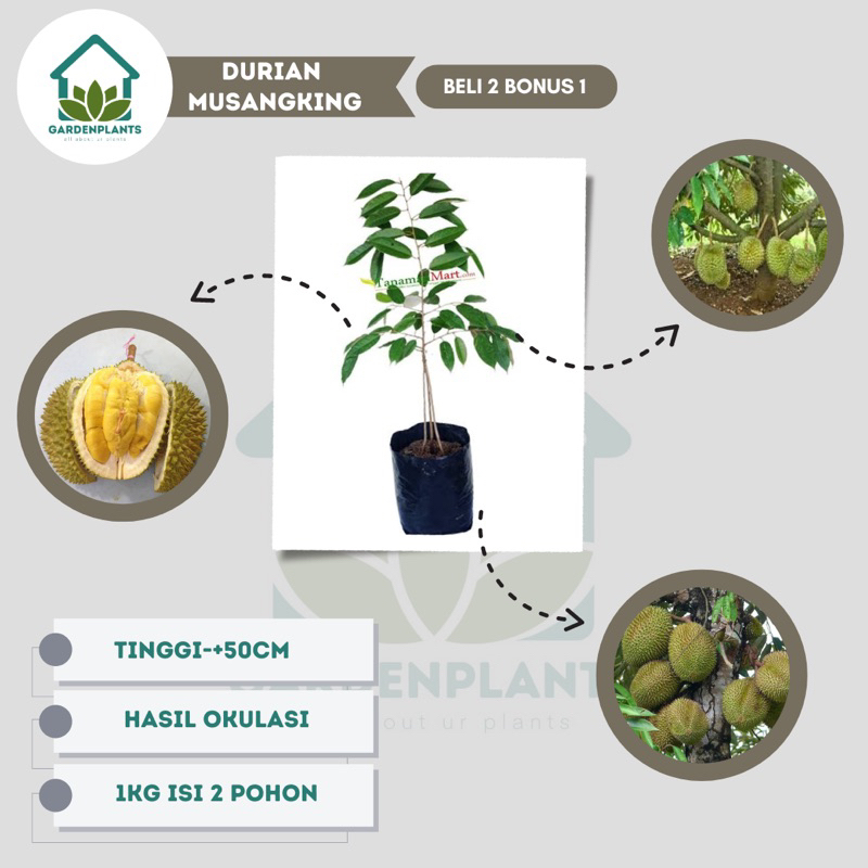 BIBIT DURIAN MUSANGKING KAKI 3 OKULASI