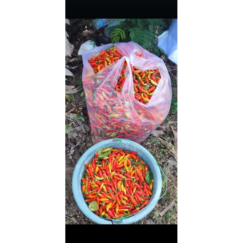 

cabe rawit