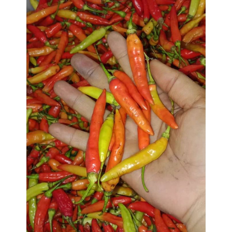 

Cabe /Cabai rawit merah 500gr