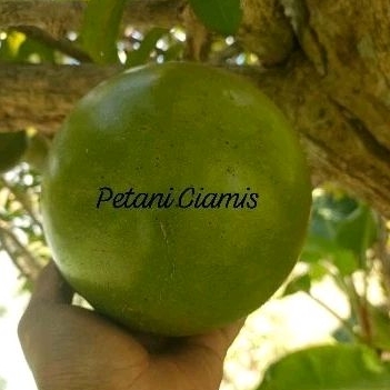

BUAH MAJA / BUAH MAJAPAHIT FRESS DADAKAN