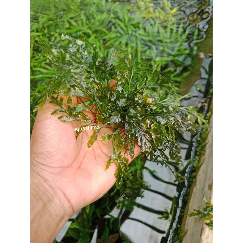 bolbitis heudolotii tanaman aquascape hiasan aquarium