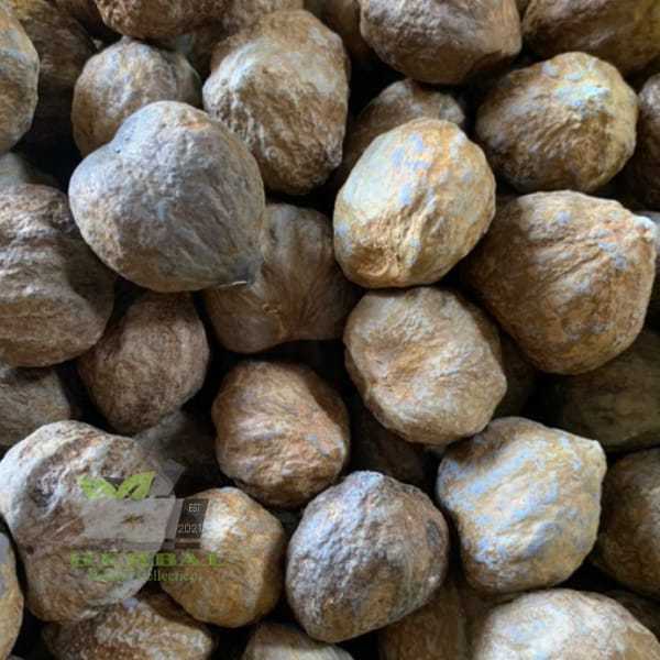 

Jual Biji Kemiri Rempah Utuh 500 gram