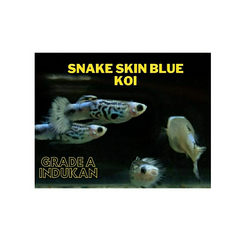 Wallpaper Akuarium Guppy snake skin blue koi Grade A