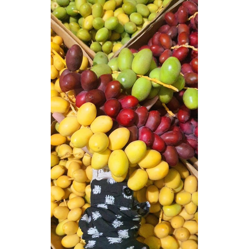 

KURMA MUDA DARI MESIR