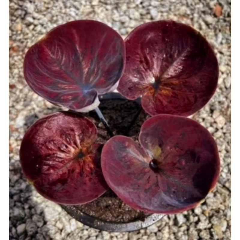 ( BISA COD ) Caladium Cungkok Hitam Keladi Hias Cungkok Hitam Tanaman Hias Keladi Murah Meriah / Kel