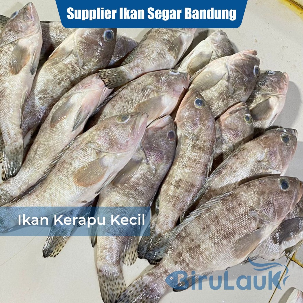 

IKAN KERAPU KECIL SEGAR BANDUNG