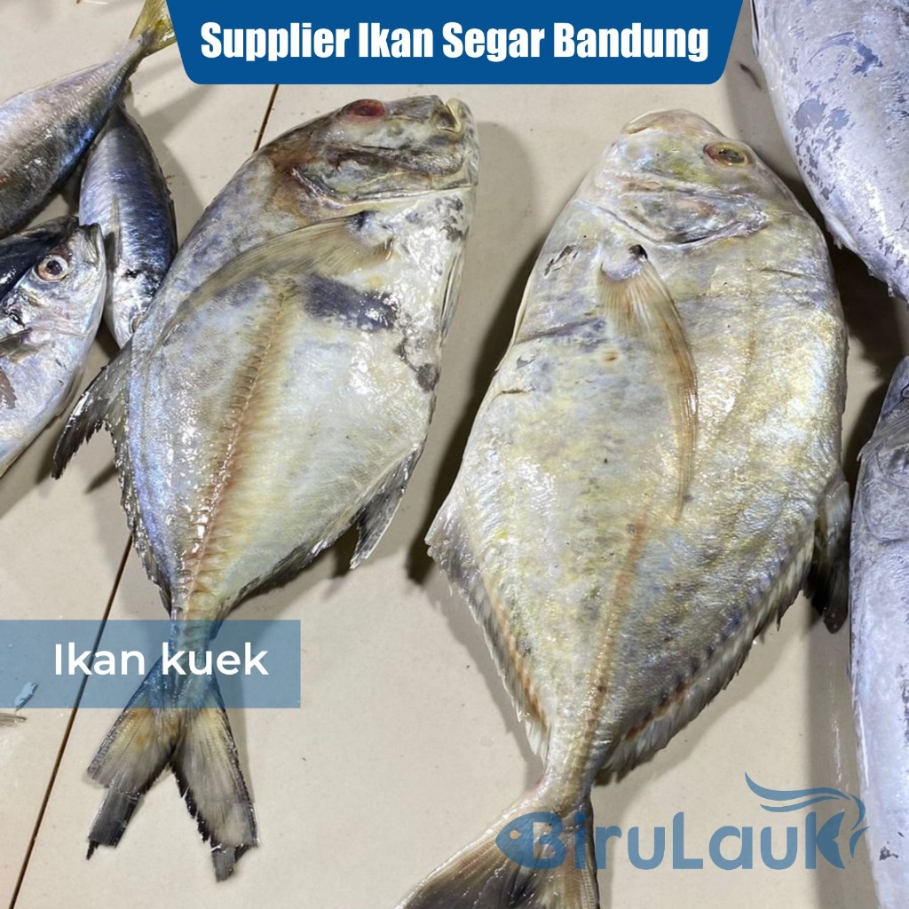 

IKAN KUWE SEGAR BANDUNG