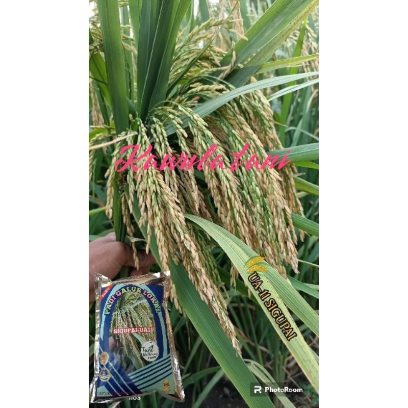 BENIH PADI SIGUPAI UA11 1KG PREMIUM