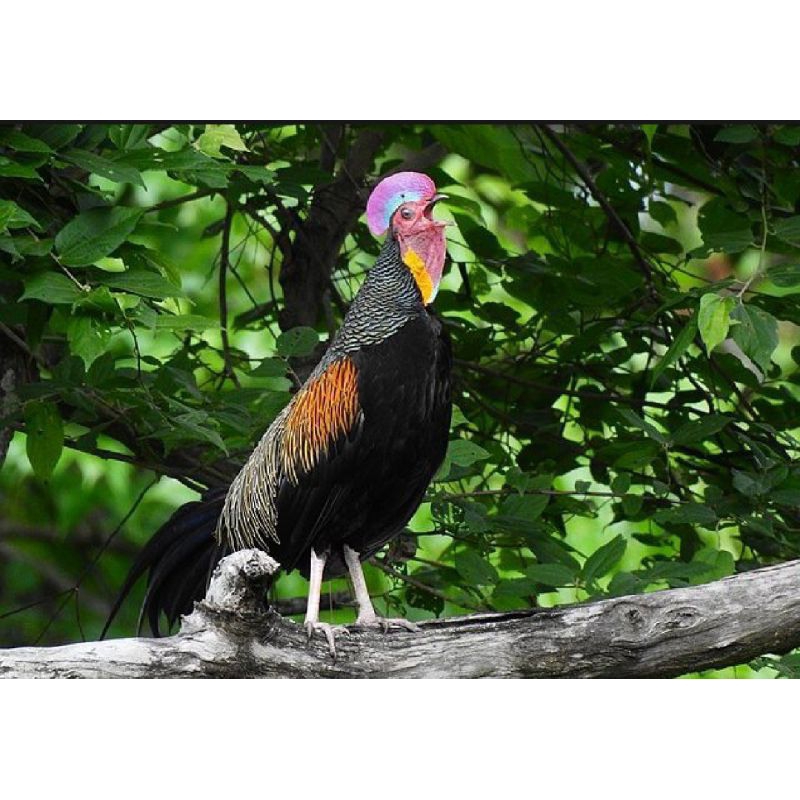 

PROMO!! TELUR TETAS AYAM HUTAN X JAWA / BEKISAR