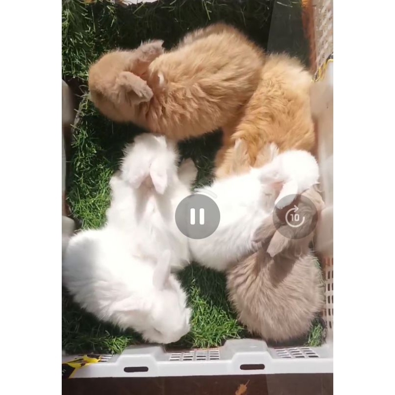 Sepasang Anak Kelinci Rabbit Bunny English Anggora Hidup