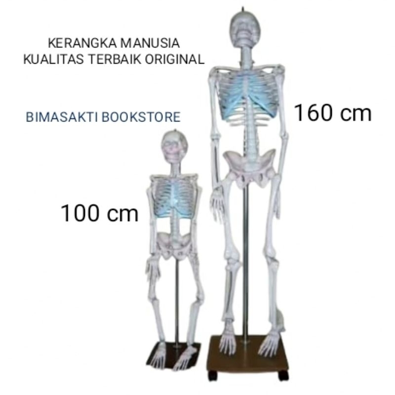 

KERANGKA MANUSIA ALAT PERAGA PENDIDIKAN TORSO ANATOMI TUBUH ORIGINAL