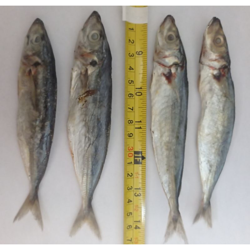 

Ikan asin peda layang 200gr kualitas premium