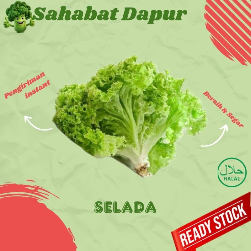 

Selada - sayur segar - Sahabat Dapur Delivery