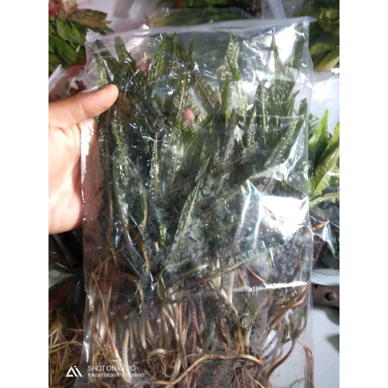 cryptorine balansai tanaman aquascape