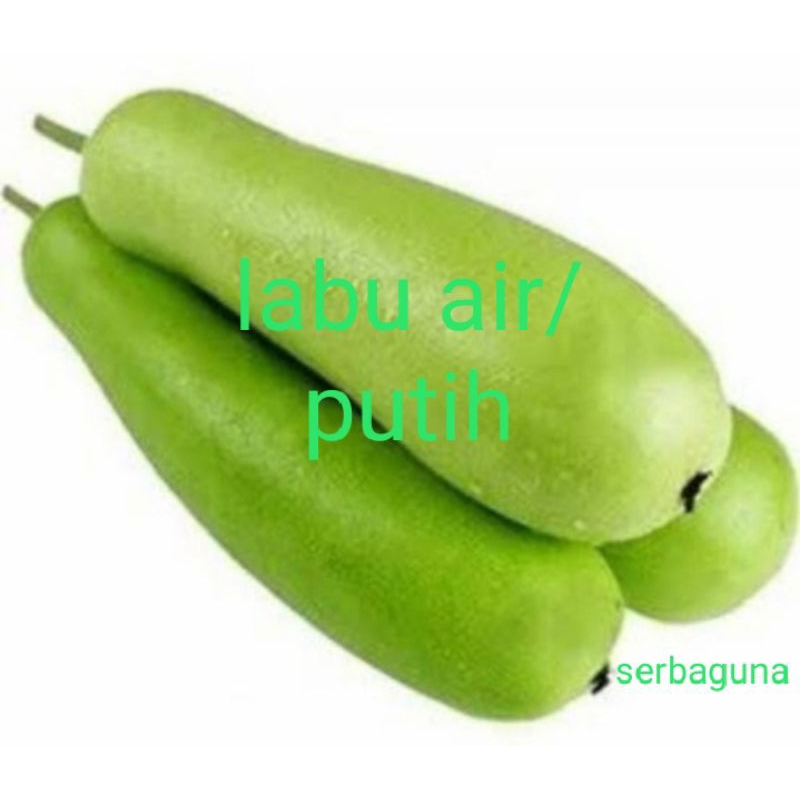 

labu air dan putih