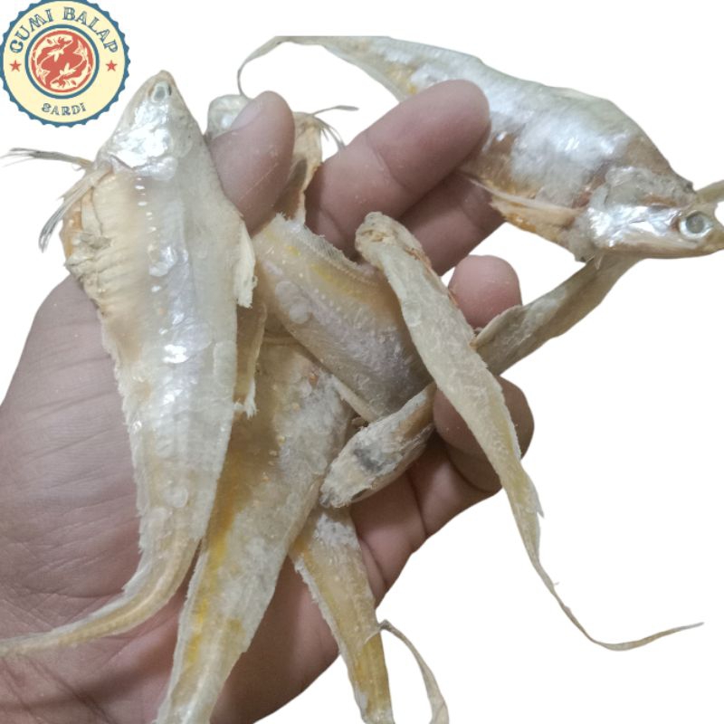 

ikan asin bulu ayam/ikan bulu ayam BAGAN/ikan jlantir