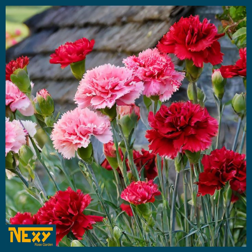 Bibit Bunga Carnation - Benih Carnation