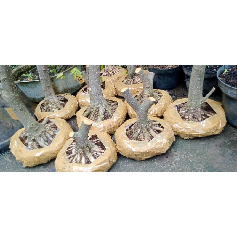 sepaket bahan anting putri prokar