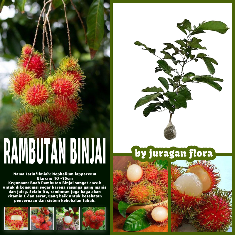 BIBIT TANAMAN RAMBUTAN BINJAI MANIS OKULASI / TANAMAN RAMBUTAN BINJAI / POHON RAMBUTAN BINJAI / BIBI