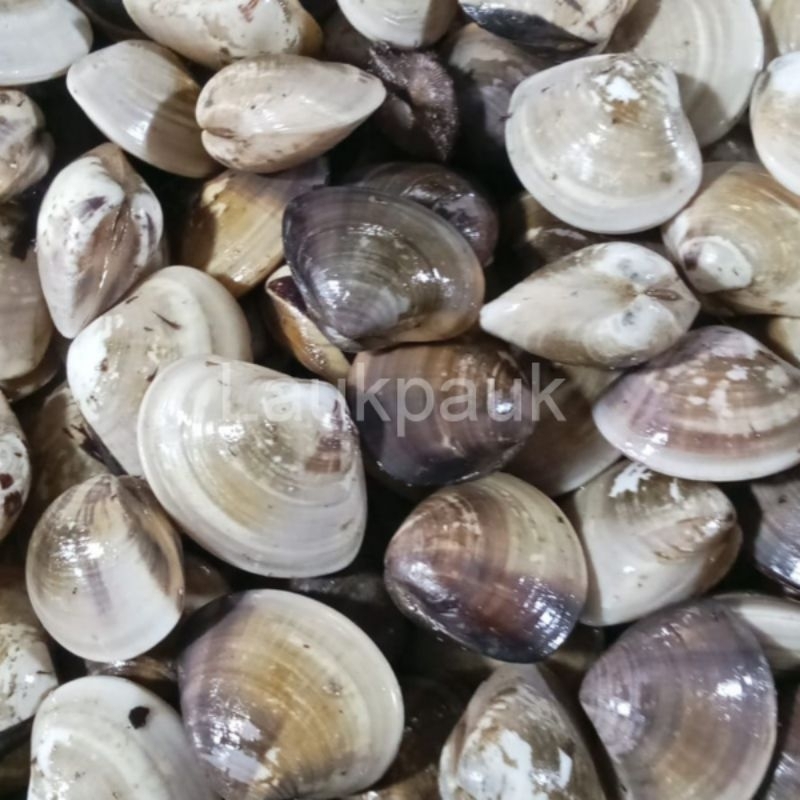 

Kerang Kepah Laut/Kg