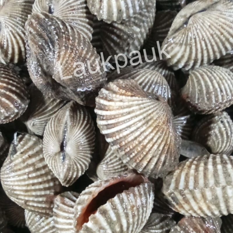 

Kerang Dara Segar /Kg