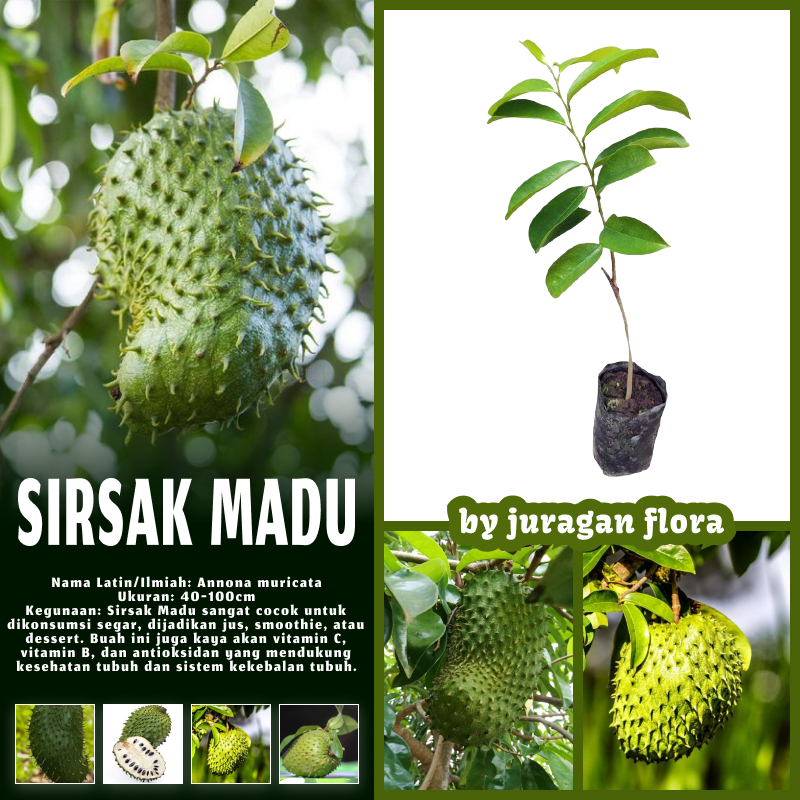 BIBIT TANAMAN SIRSAK MADU JUMBO MANIS OKULASI CEPAT BERBUAH / TANAMAN SIRSAK MADU / BIBIT SIRSAK MAD