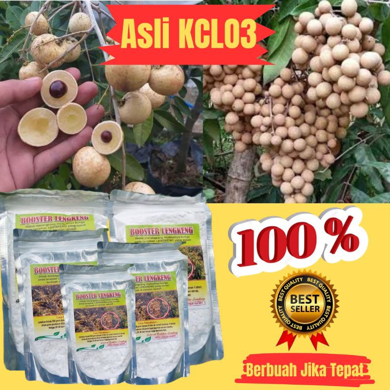 Booster Kelengkeng, Booster Kelengkeng Cepat Berbuah, Booster Kelengkeng Murni