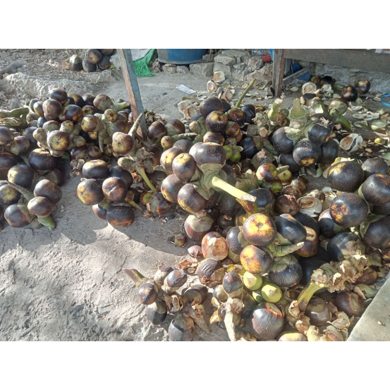 

TERMURAH 6 BUAH LONTAR/SIWALAN GLUNDUNGAN