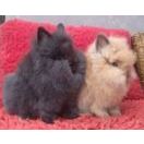 Sepasang Anakan Kelinci Rabbit Bunny  Hias LionHead