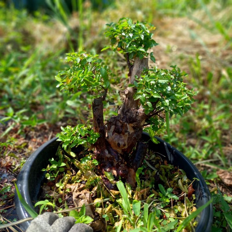 Bonsai Kibesi small