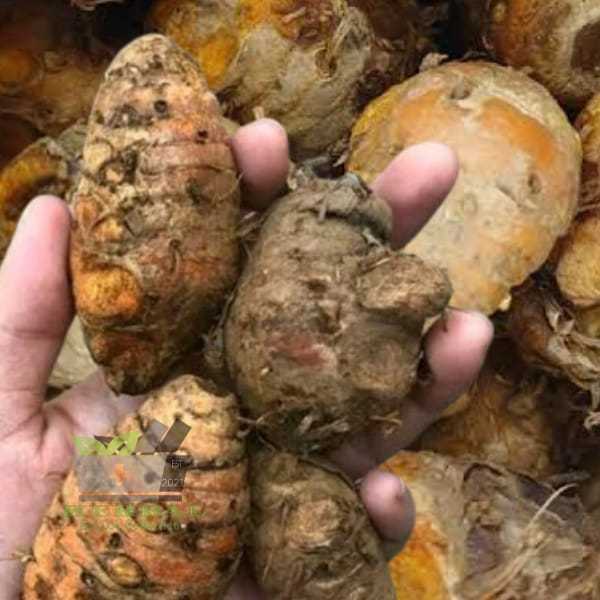 

Biyang Kunyit Segar 500 gram Curcuma heyneana fresh