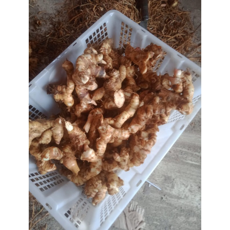 

Lengkuas Laos Fresh Utuh Langsung dari petani Lengkuas 100% Fresh