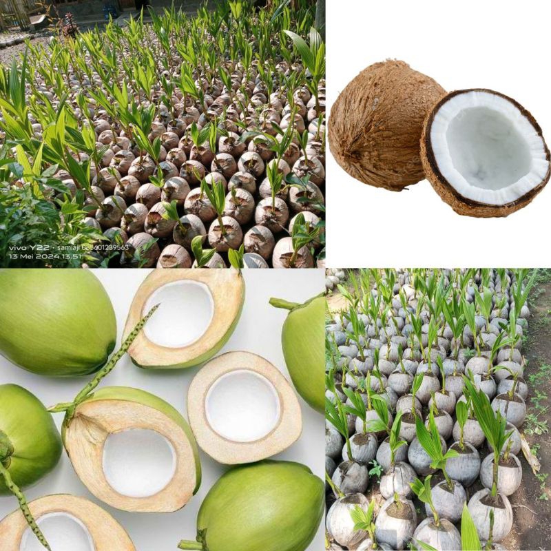 Kelapa Pohon Kelapa Hijau, Pohon Kelapa Hibrida