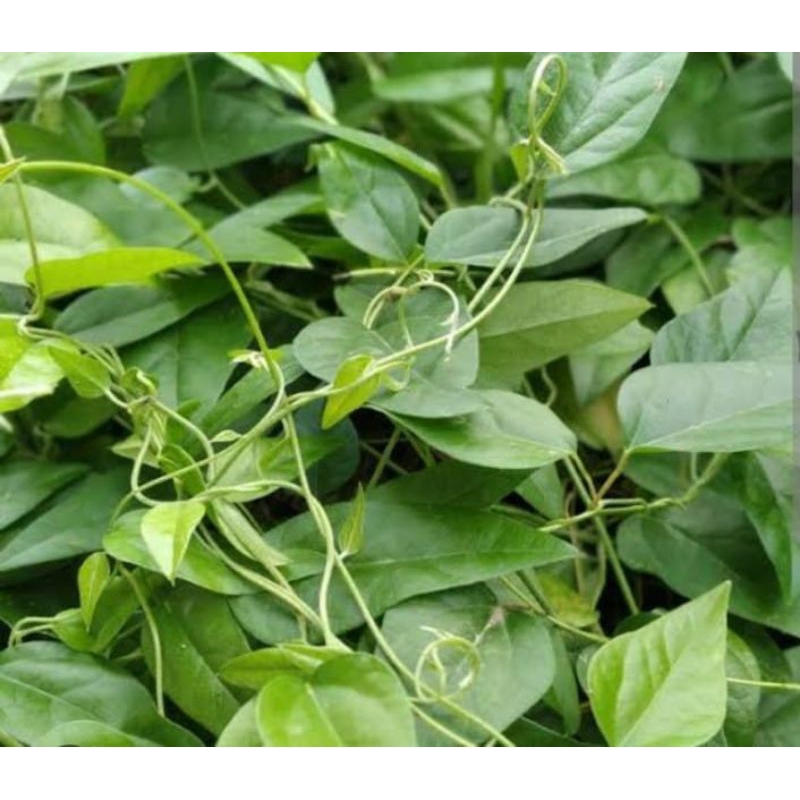 

Daun Cincau Rambat Cincau jely Cincau Cina Tanpa Bulu 100g
