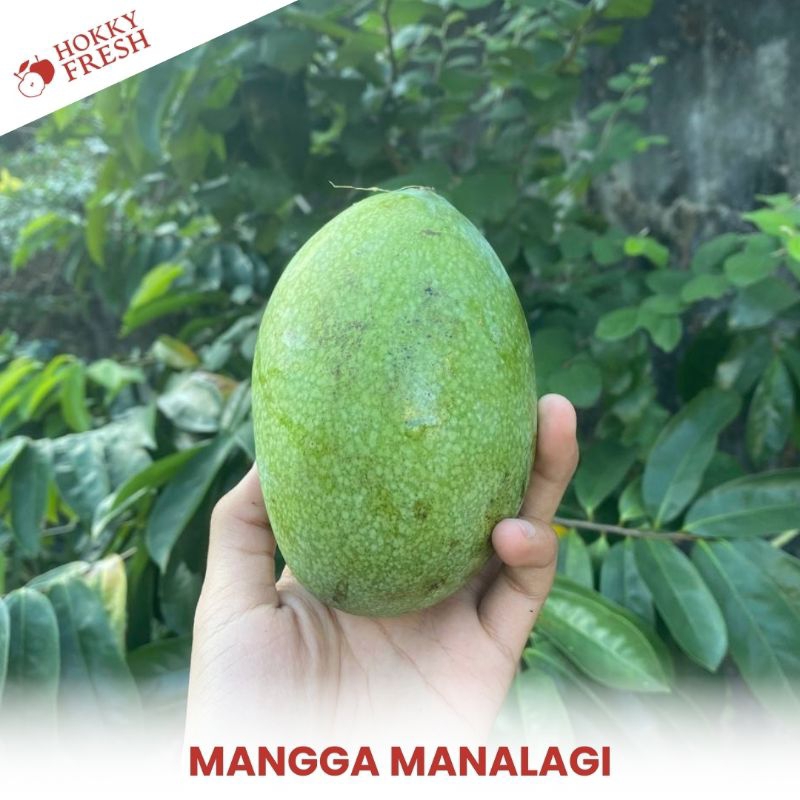 

Mangga Manalagi / Kg