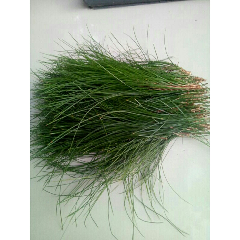 

1kg Daun Pinus Segar (Pinus merkusi) segar dipetik ketika dipesan