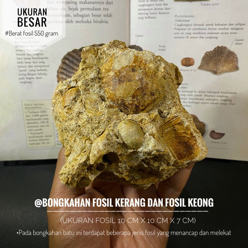 Bongkahan Fosil Kerang Semi Crystal A23 atau Fossil Bivalvia atau Fosil Keong atau Fosil Kijing atau